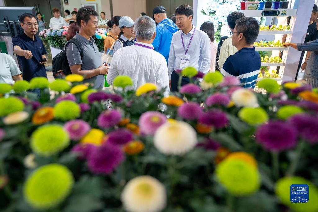 扎金花网络游戏